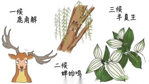 今日夏至|愿所有美好亦如約而至！