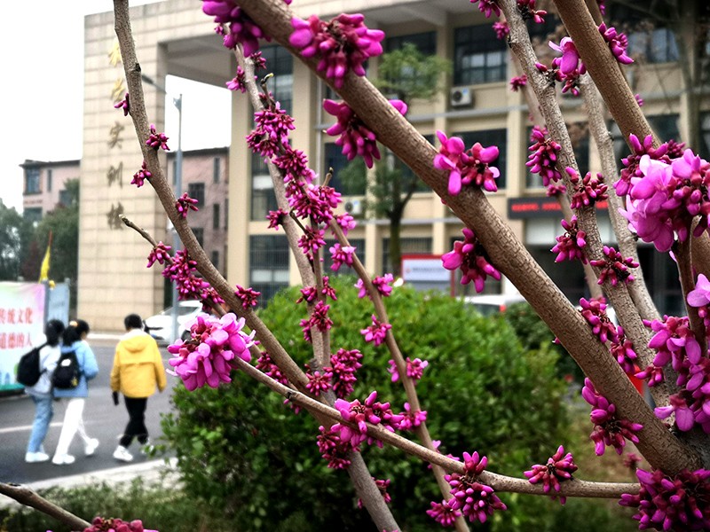 衡陽幼高專：春色滿園迎開學